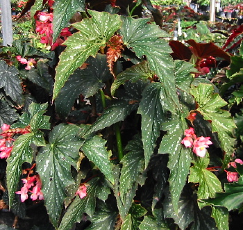 B. ‘Lady Louise K.’